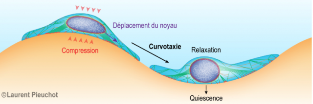 Les courbes affectent la migration et l’expression du génome des cellules