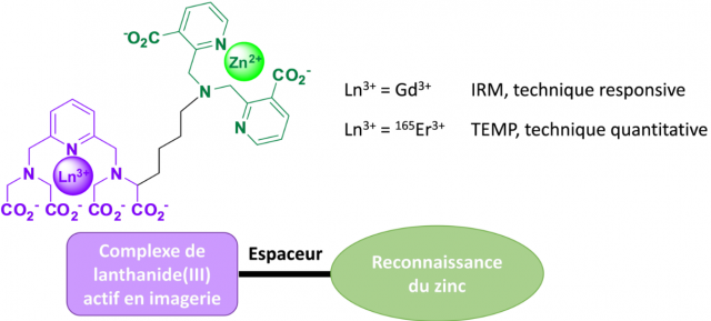 Diagnostic médical : une première détection quantitative du zinc par IRM
