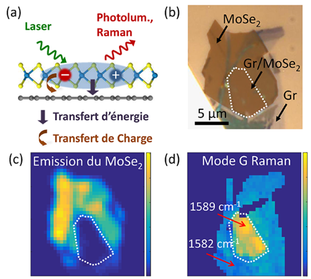 Transfert d’énergie et de charges à l’interface de deux cristaux bidimensionnels