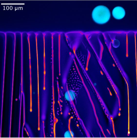 Visualiser la congélation d’émulsions en 5 dimensions grâce à la microscopie confocale