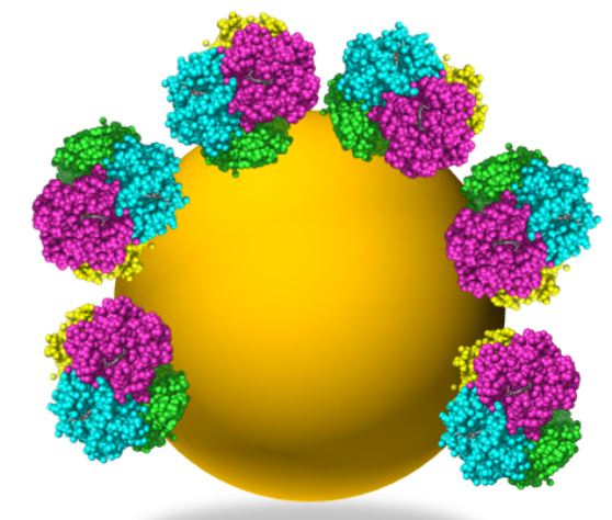 Vers un substitut sanguin à base de nanoparticules de silice