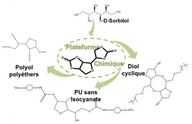 Une molécule plateforme biosourcée pour la synthèse de nouveaux polymères renouvelables