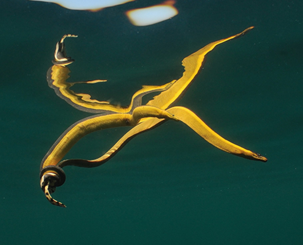 Porté par le courant, un petit serpent marin a pu coloniser l'océan tropical