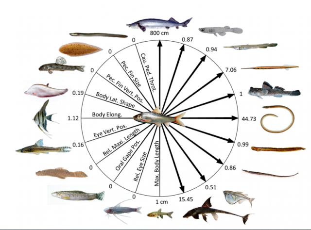 La forte diversité morphologique des poissons d'eau douce enfin révélée