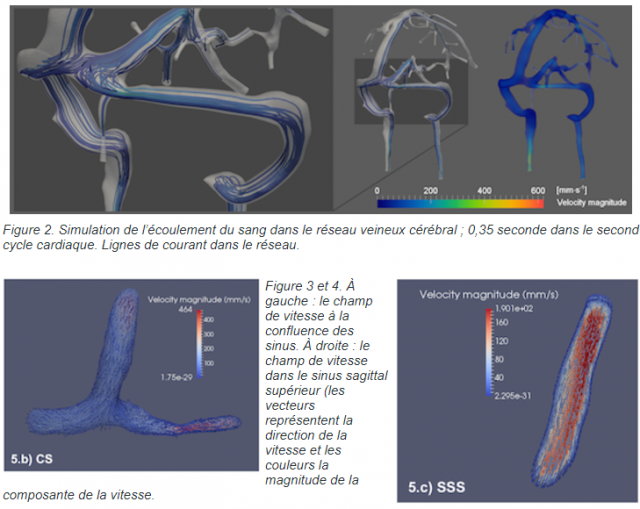 Les flux sanguins en équations et en images