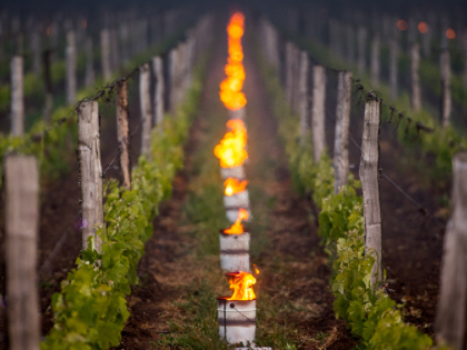 Les torches enflammées peuvent-elles vraiment sauver un vignoble du gel ?