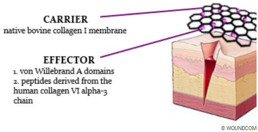 Un pansement antibactérien et bioactif accélère la cicatrisation des plaies