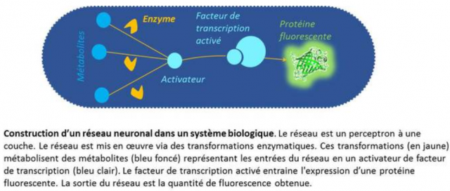 Du nouveau dans l’apprentissage automatique via des systèmes biologiques