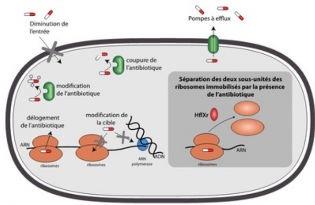 Un mécanisme d’antibiorésistance inédit