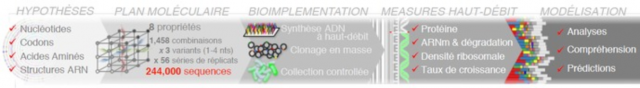 Biologie de synthèse : mieux comprendre la production de protéines et la croissance bactérienne