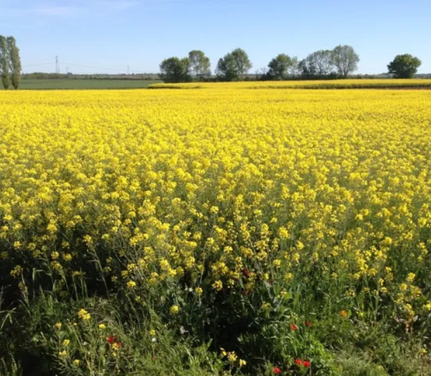 La pollinisation par les abeilles accroît la rentabilité des cultures de colza