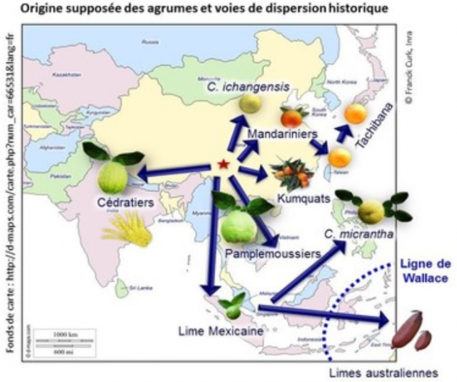 L’évolution des agrumes revisitée