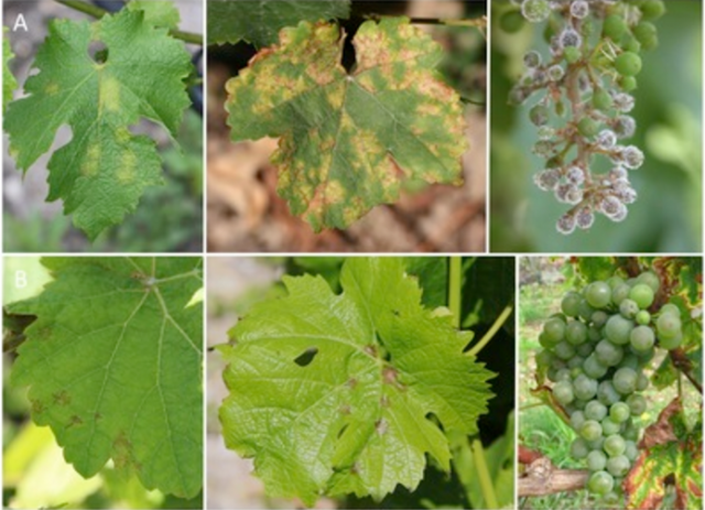 Des cépages de vignes résistants au mildiou