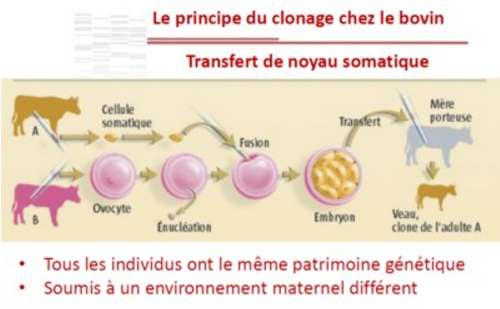Améliorer le clonage des mammifères