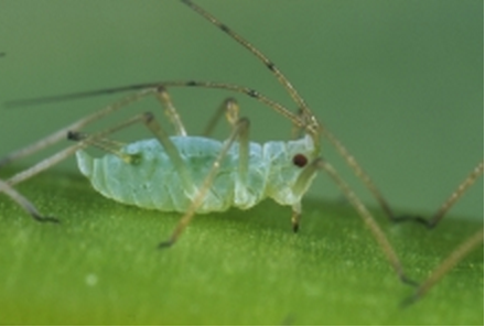 Comment les pucerons manipulent les plantes