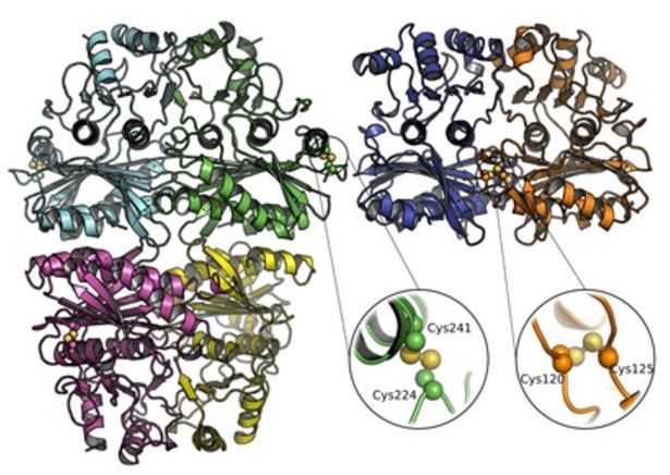 Les origines inattendues de la photosynthèse