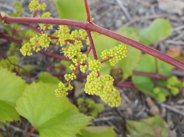 Florendovirus, un nouveau virus au sein des plantes