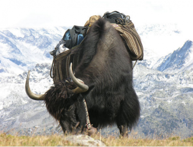 Ces gènes bovins qui rendent le yak plus docile
