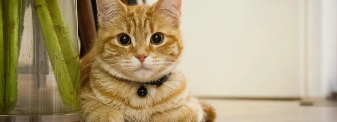 Coronavirus: Les chats pourraient être une espèce sensible au SRAS-CoV-2