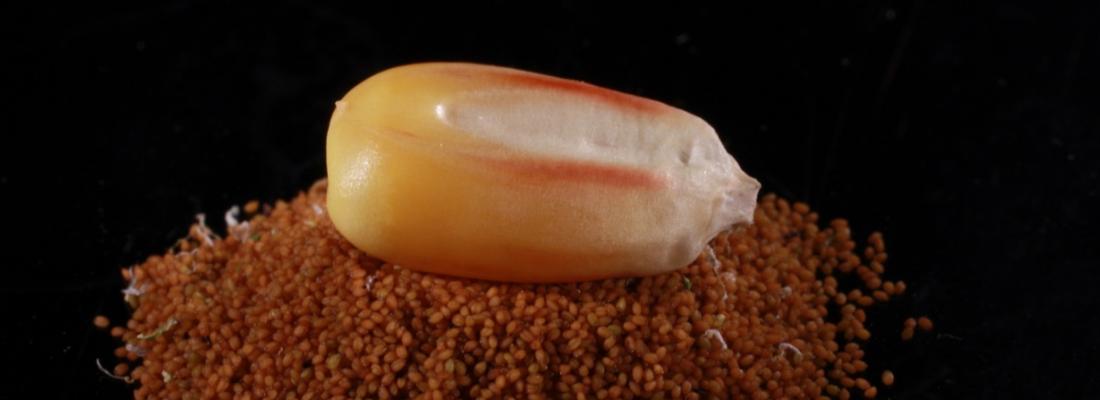 Comprendre la reproduction des plantes pour améliorer les stratégies de sélection végétale
