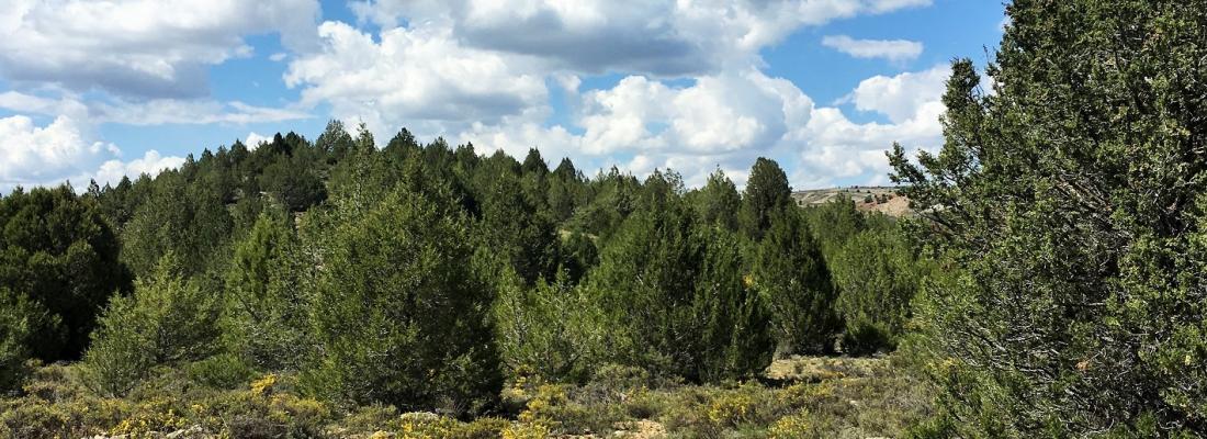 Etablissement spontané de forêts en Europe: une opportunité pour la préservation et la gestion des paysages