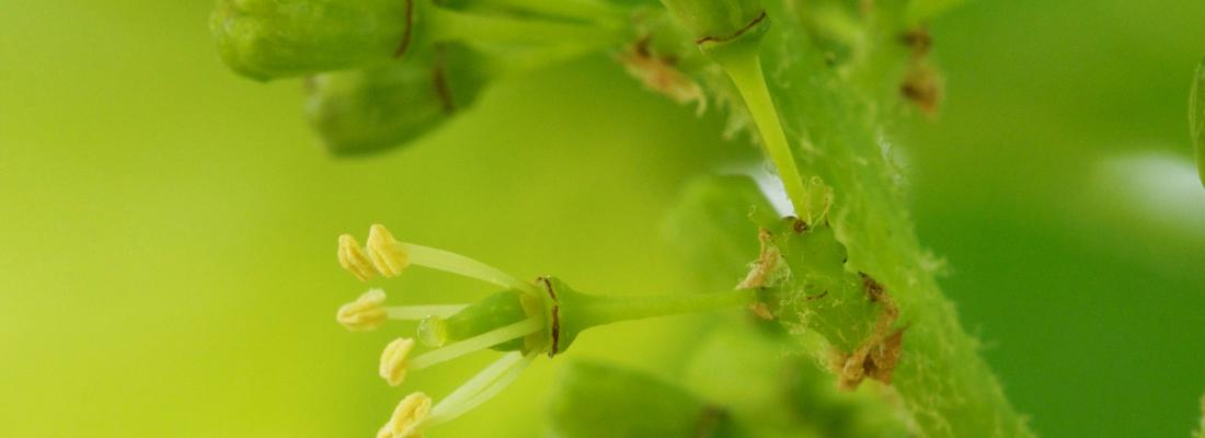 Comment la vigne a changé de sexe pendant sa domestication