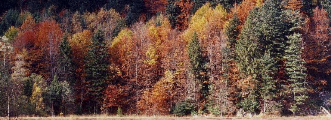 Des forêts mélangées pour lutter contre les insectes ravageurs