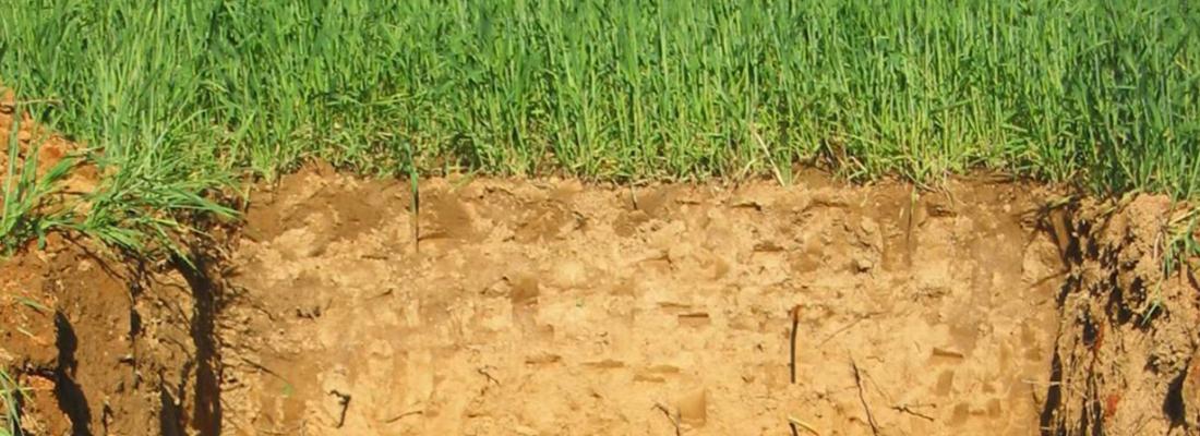 Une gestion durable des sols agricoles pour séquestrer le carbone et limiter le changement climatique