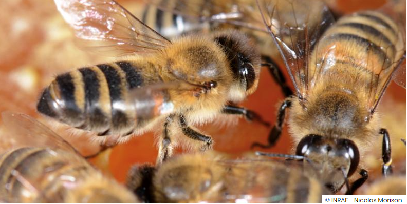 La consommation de propolis limite le développement de l’obésité et des désordres métaboliques associés