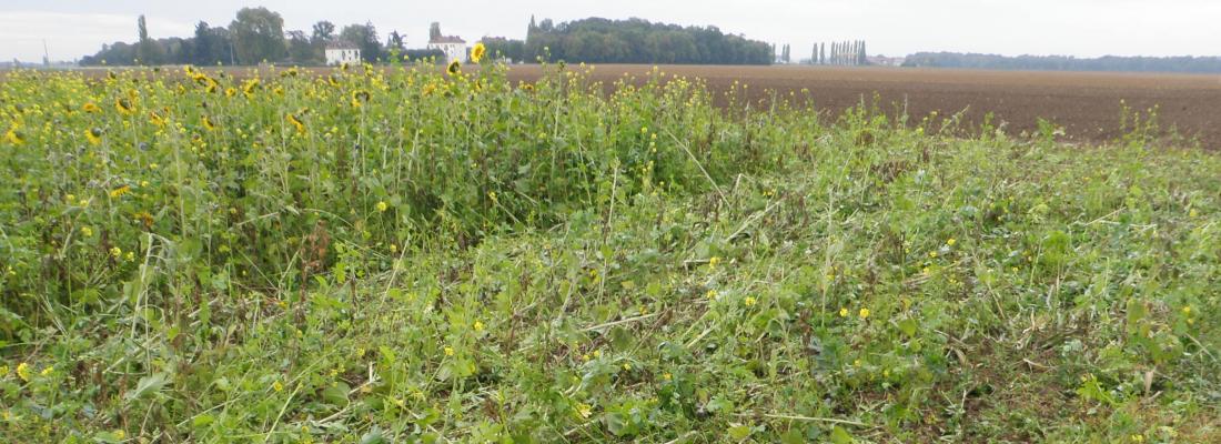 L'impact du changement climatique sur la productivité de l'agriculture de conservation