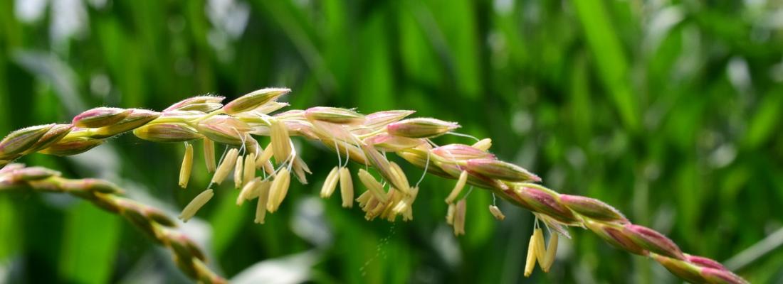 Un mystère résolu dans la reproduction des plantes