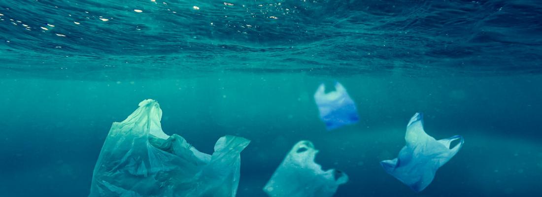Quelle est la toxicité des microplastiques pour les poissons ?
