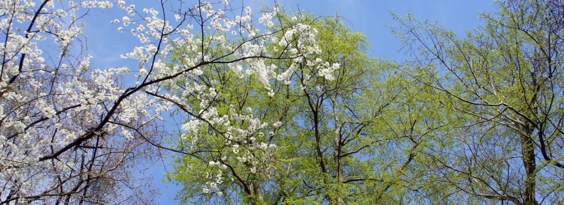 Fécondité des arbres et vieillissement biologique