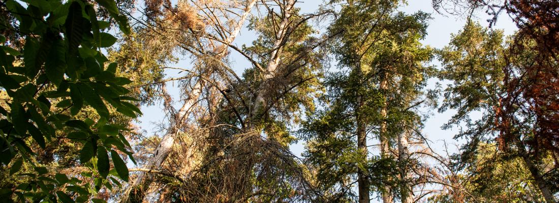 Sécheresse: mieux comprendre les mécanismes de mortalité des plantes