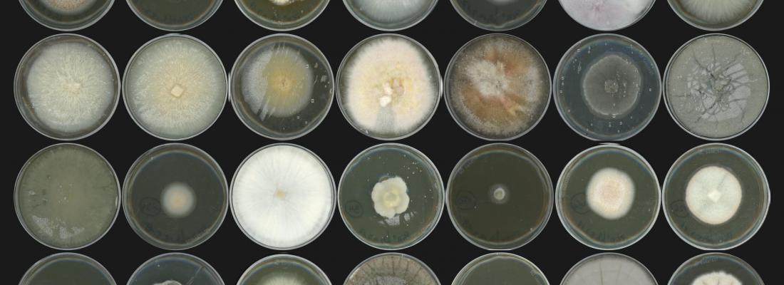 Le microbiote des racines à la loupe: reconnaître ses amis de ses ennemis