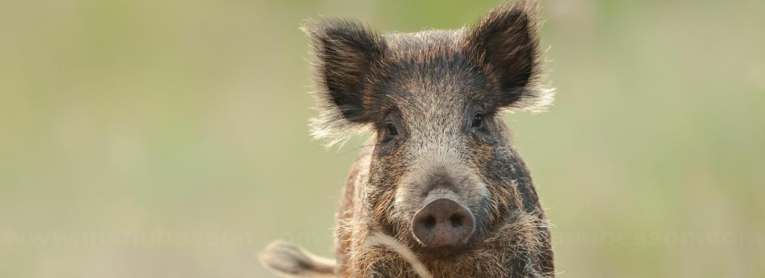 Des sangliers réservoir de nouvelles bactéries pathogènes