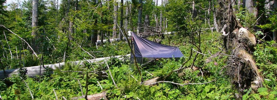 Le metabarcoding ADN sur insectes pour évaluer l’état de santé des forêts