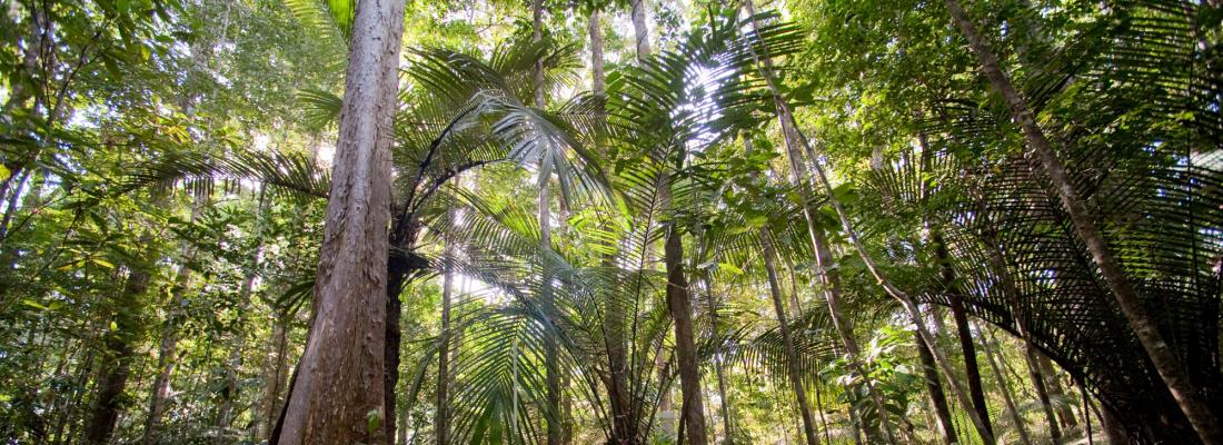 Le réchauffement climatique favorise des arbres à croissance lente, plus petits et plus dense