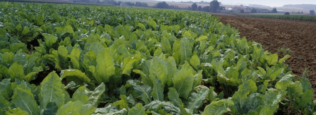 La recherche de solutions alternatives à l’usage des néonicotinoïdes progresse