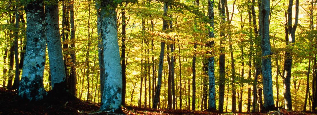 Choisir la composition des forêts pour améliorer leur capacité à fixer le carbone