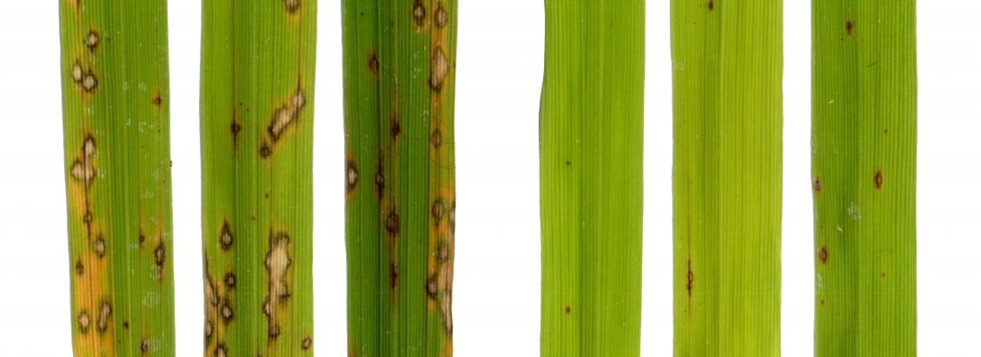 Apprendre aux plantes à mieux se défendre des maladies en utilisant leurs armes naturelles