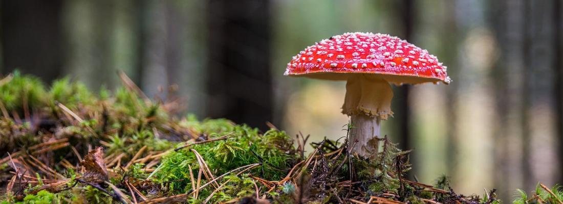 Quelle est l’origine des toxines mortelles des champignons ?