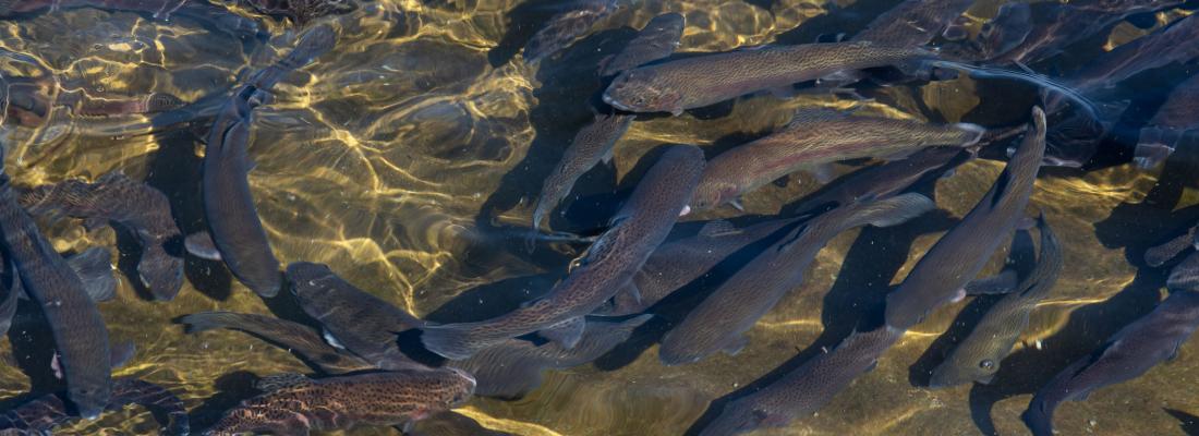 La génétique au service de l’aquaculture durable: bilan de 20 ans de sélection sur la truite arc-en-ciel