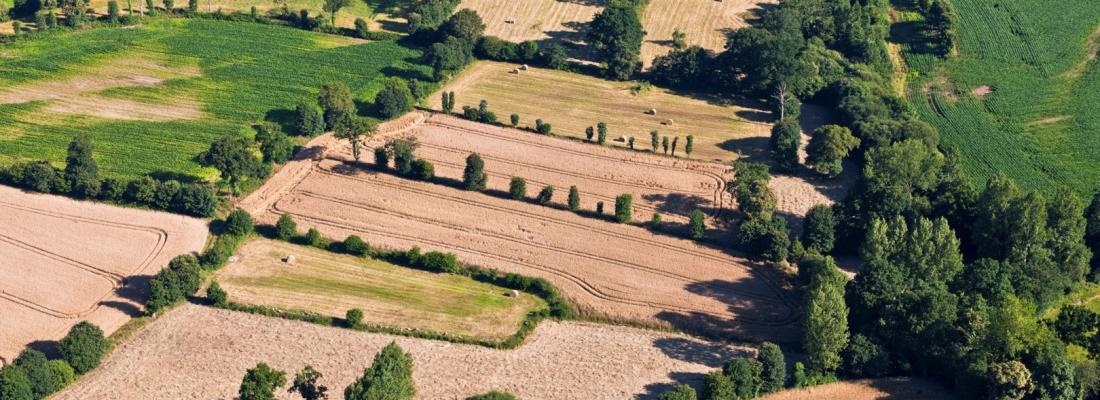 Des paysages bocagers pour favoriser la diversité végétale dans les champs cultivés
