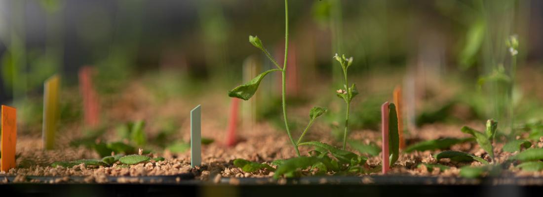 Des chercheurs découvrent comment les plantes assimilent l'azote