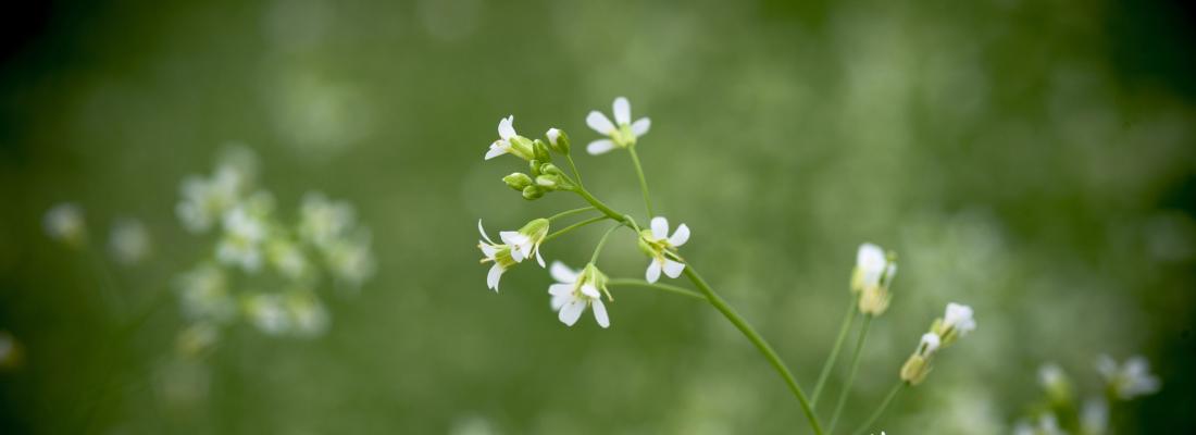 Le secret de la croissance des plantes enfin percé