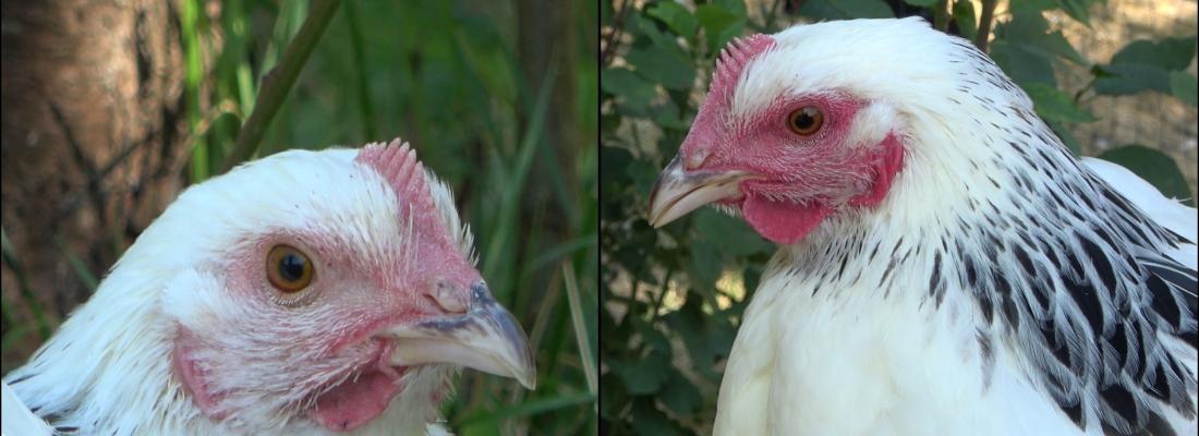 Chickens blush with emotions too