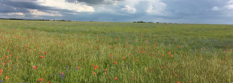 Les plantes adventices au service de l'agriculture