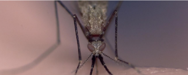 Paludisme: un marqueur génétique pour identifier les moustiques « super-propagateurs »
