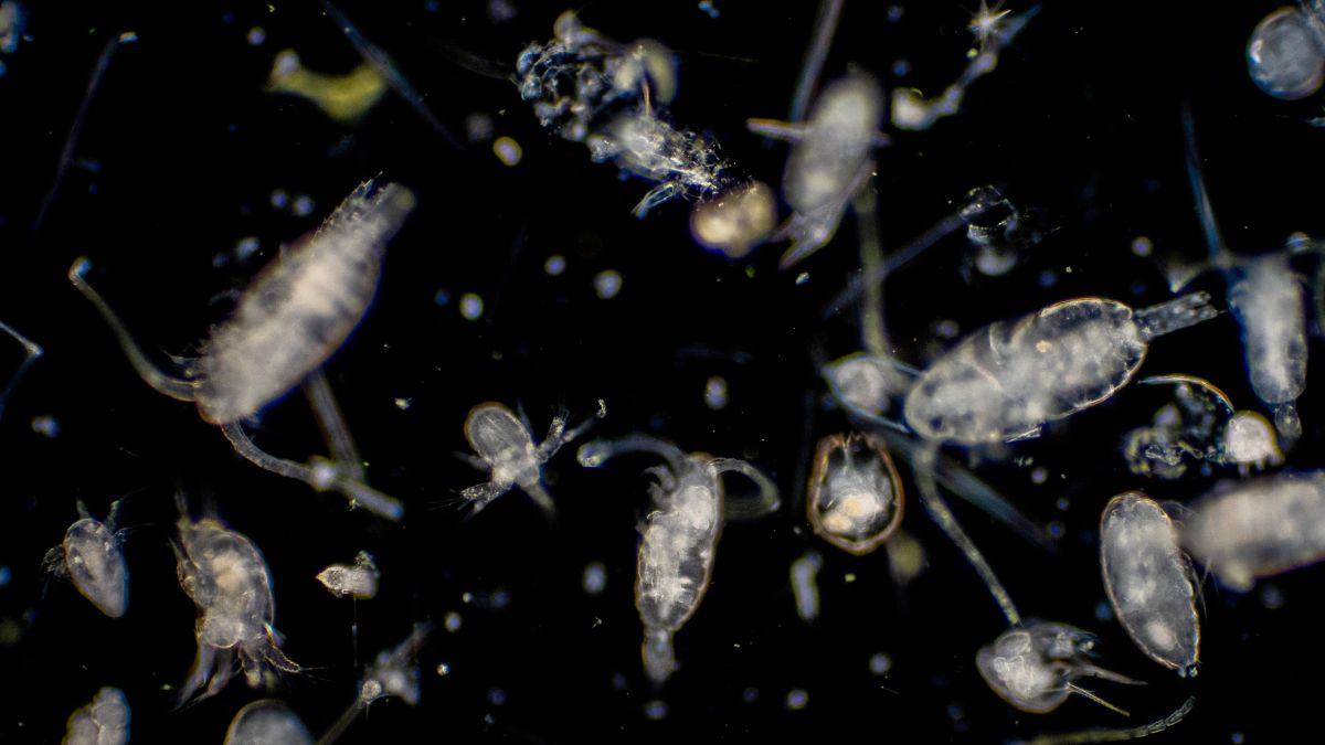 Découverte de virus encore jamais vus prospérant dans les océans: quels impacts ?